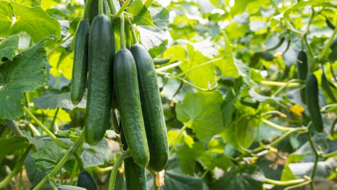 Cucumber Output Rises as Prices Fall 60%