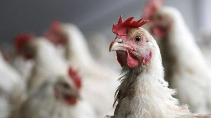 Kurdistan Chicken Prices Fall Below 2,000 Dinars per Kilogram